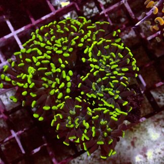Toxic Paraancora — WYSIWYG