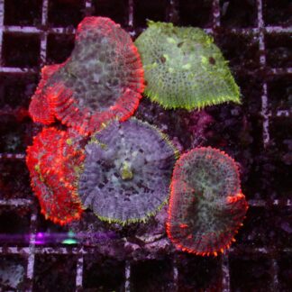 Rhodactis Mix — WYSIWYG