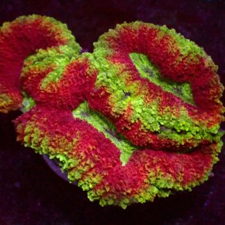 Ultra Symphyllia — WYSIWYG